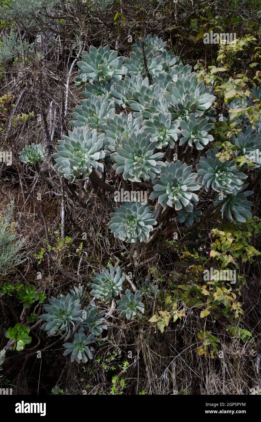 Plant Aeonium percarneum on a slope. Los Marteles Special Natural Reserve. Valsequillo. Gran Canaria. Canary Islands. Spain. Stock Photo
