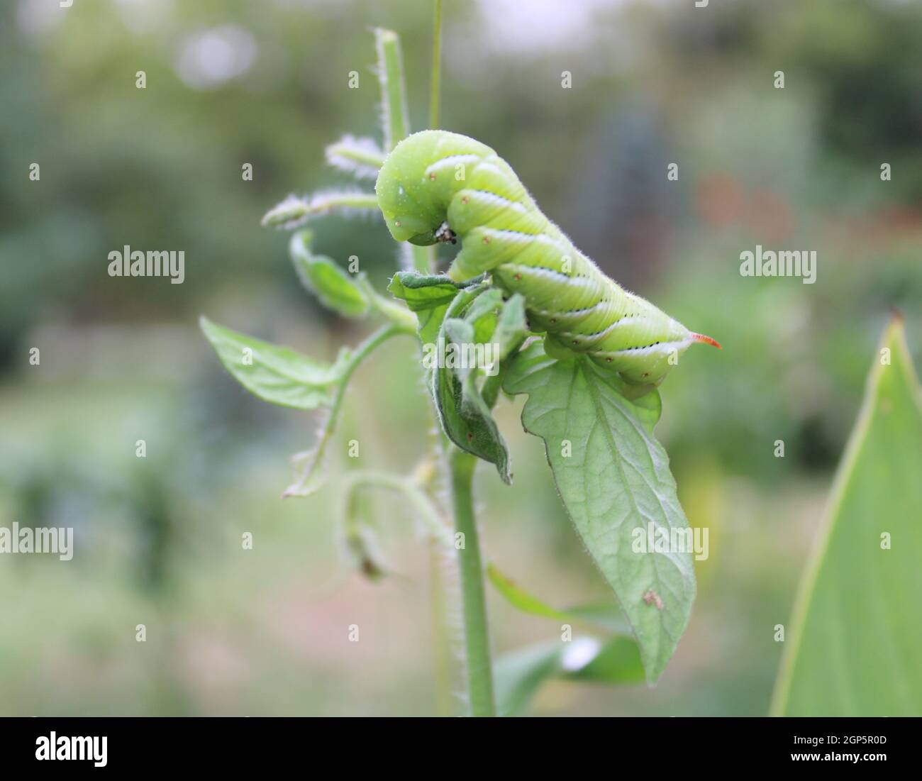 Goliath tomato hornworm gripping onto a leave. Stock Photo