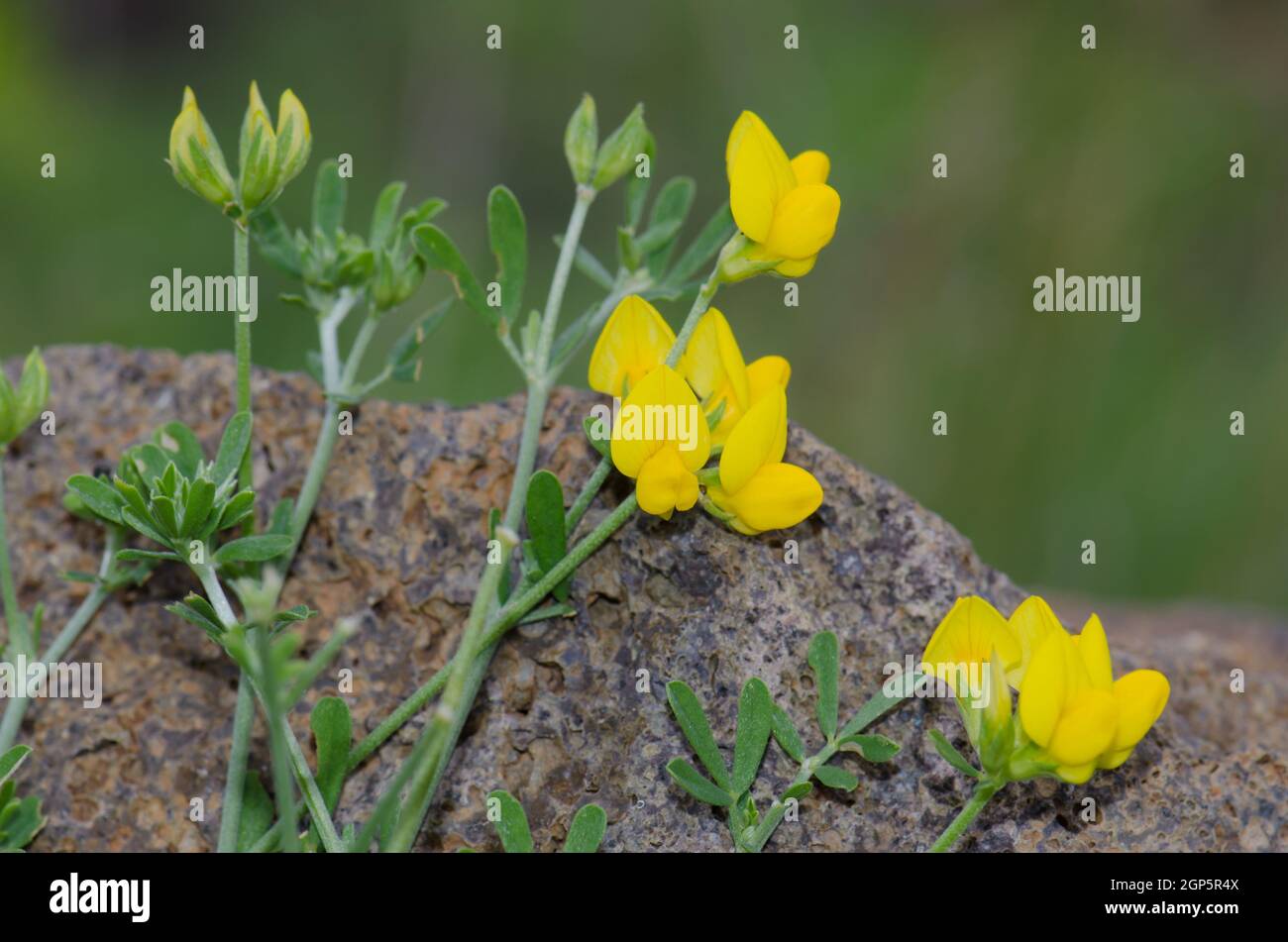 Plant Lotus tenellus in flower. Ingenio. Gran Canaria. Canary Islands. Spain. Stock Photo