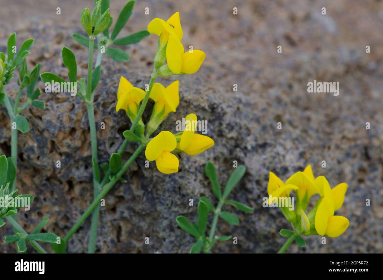 Plant Lotus tenellus in flower. Ingenio. Gran Canaria. Canary Islands. Spain. Stock Photo