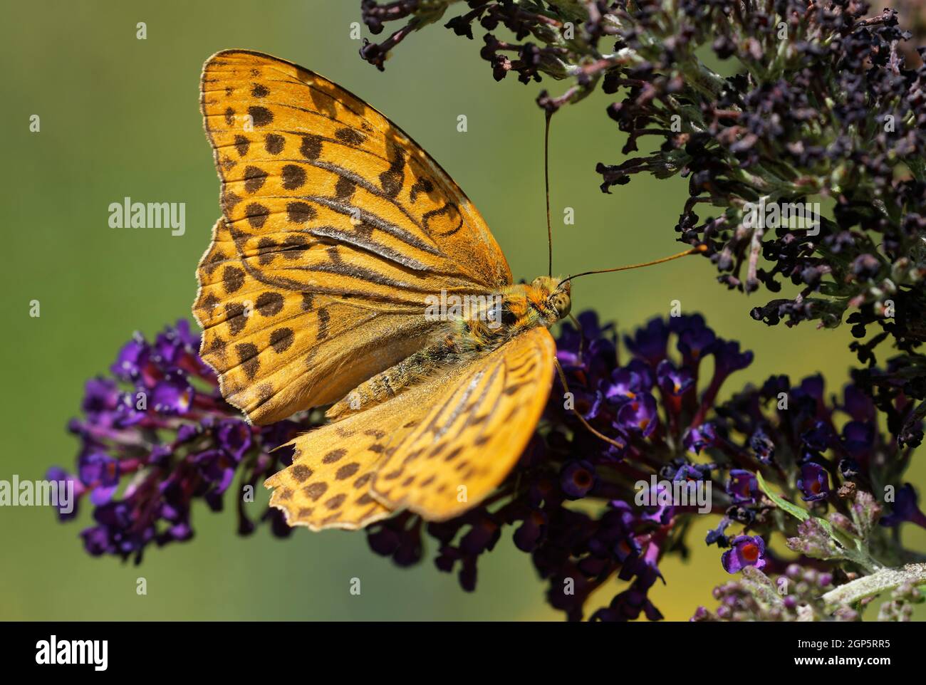 Kaisermantel am Schmetterlingsflieder Stock Photo