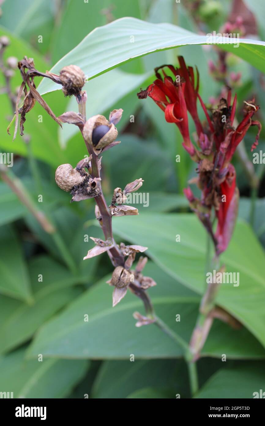Cannas lily seed pod with black seed showing. Stock Photo