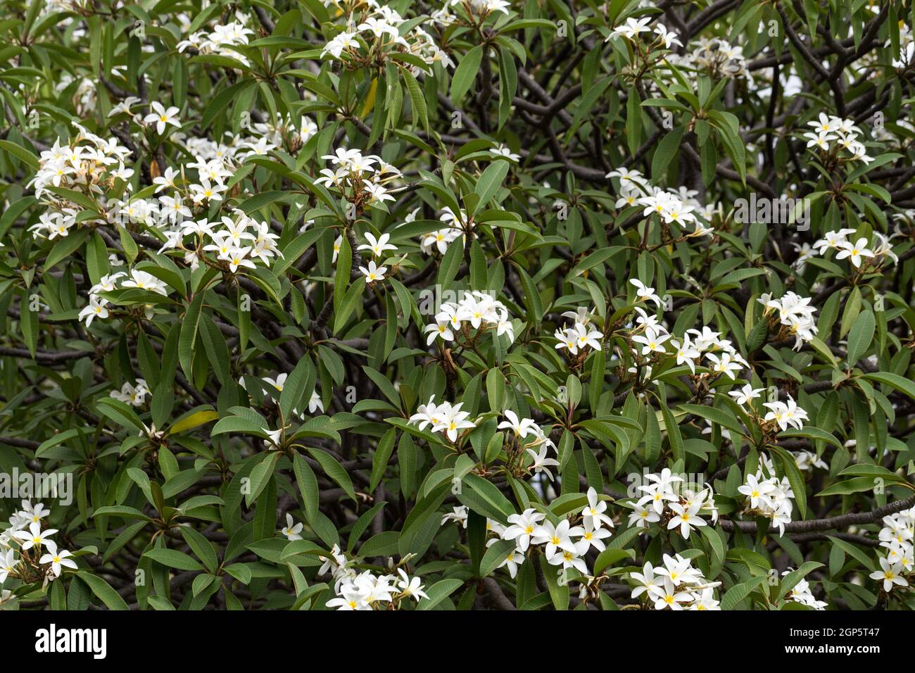 Blooming Azorian Jasmine (Jasminum azoricum) flowers in garden Stock Photo