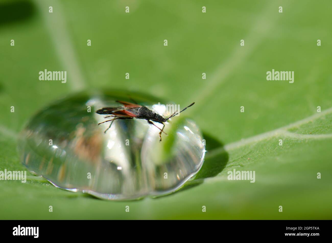 Hemiptera Oxycarenus lavaterae trapped on a dewdrop. Guia. Gran Canaria. Canary Islands. Spain. Stock Photo