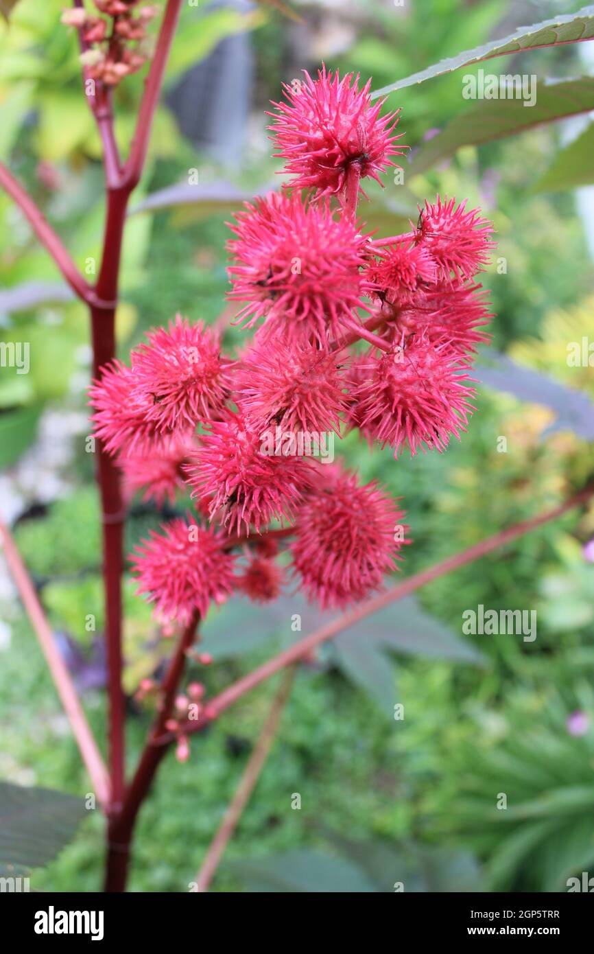 Red prickly Castor Bean seed pod. Stock Photo