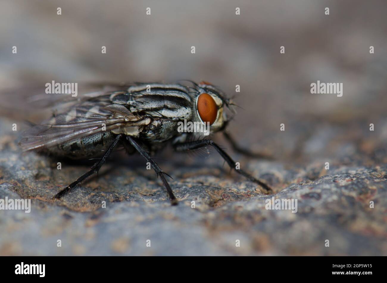 Common flesh fly Sarcophaga carnaria. Guayadeque ravine. Aguimes. Gran Canaria. Canary Islands. Spain. Stock Photo
