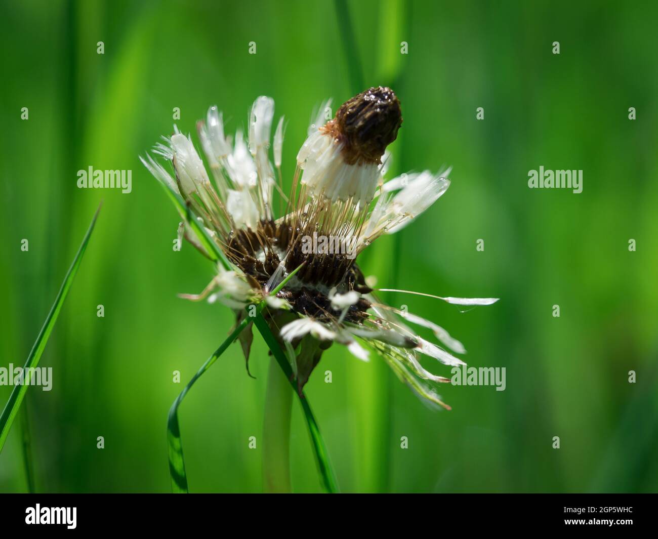 Pure nature closeup at spring in saarland Stock Photo - Alamy