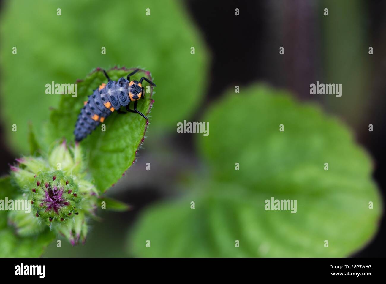 Seven Spot Ladybird late stage larva (Coccinella septempunctata) Stock Photo