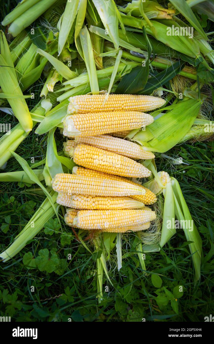 Collecting young corn in summer. Harvesting from the vegetable garden ...