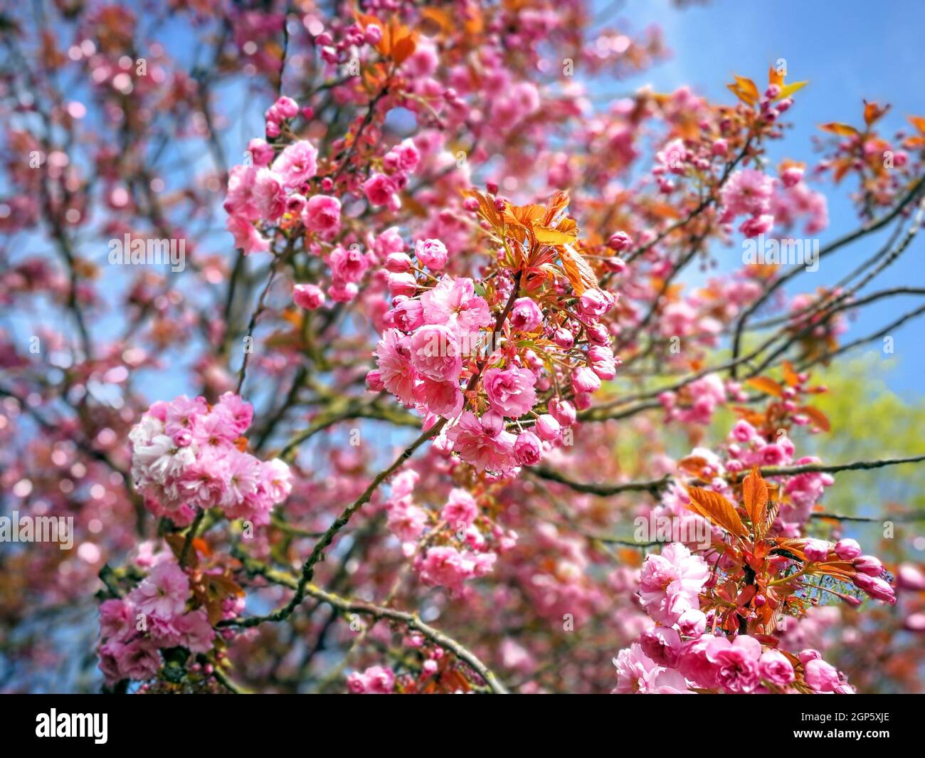 Dense pink cherry blossom on the branches of a tree in spring Stock ...