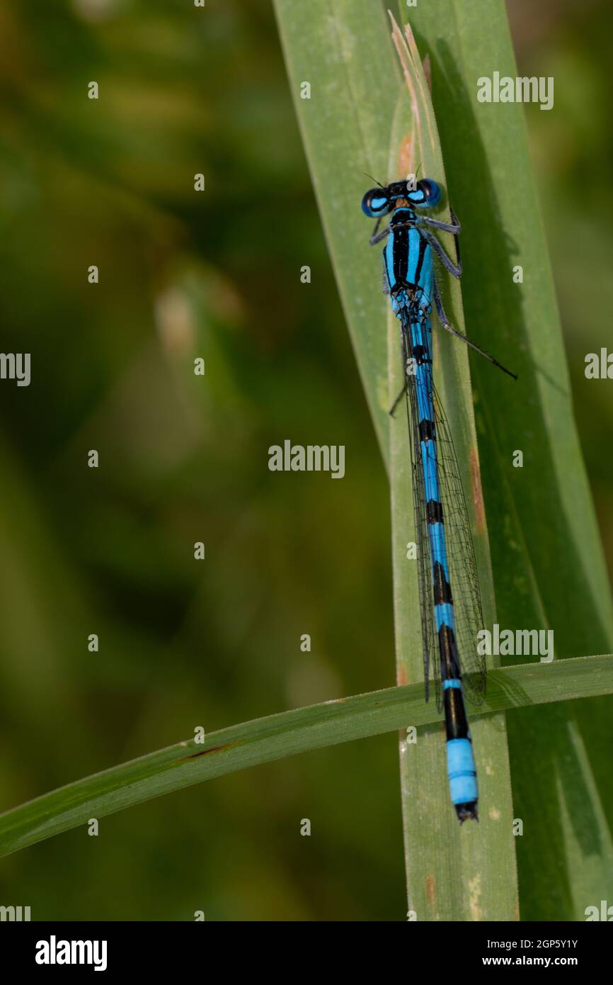 Agrion puella hi-res stock photography and images - Alamy