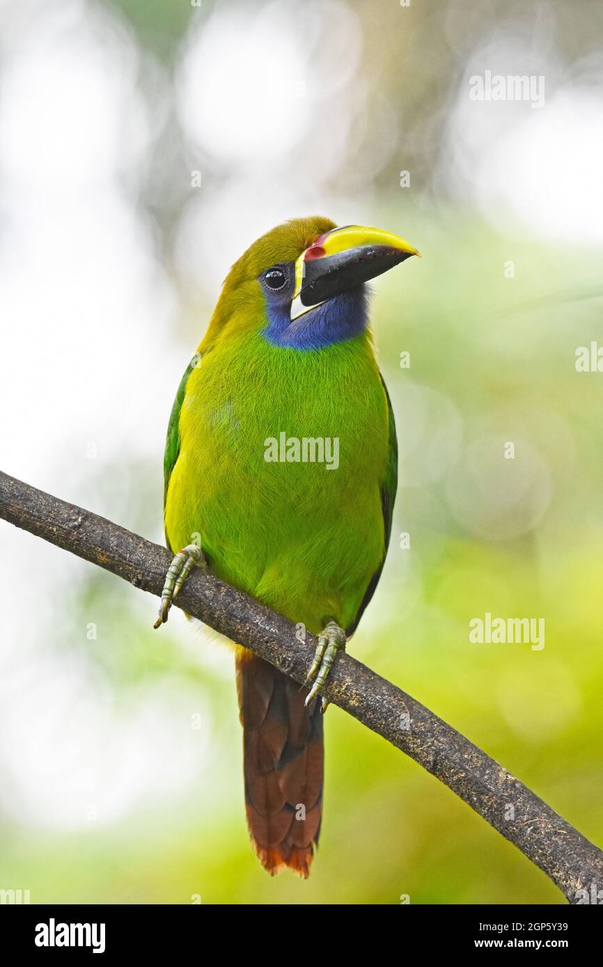 Portrait of an emerald toucanet Stock Photo