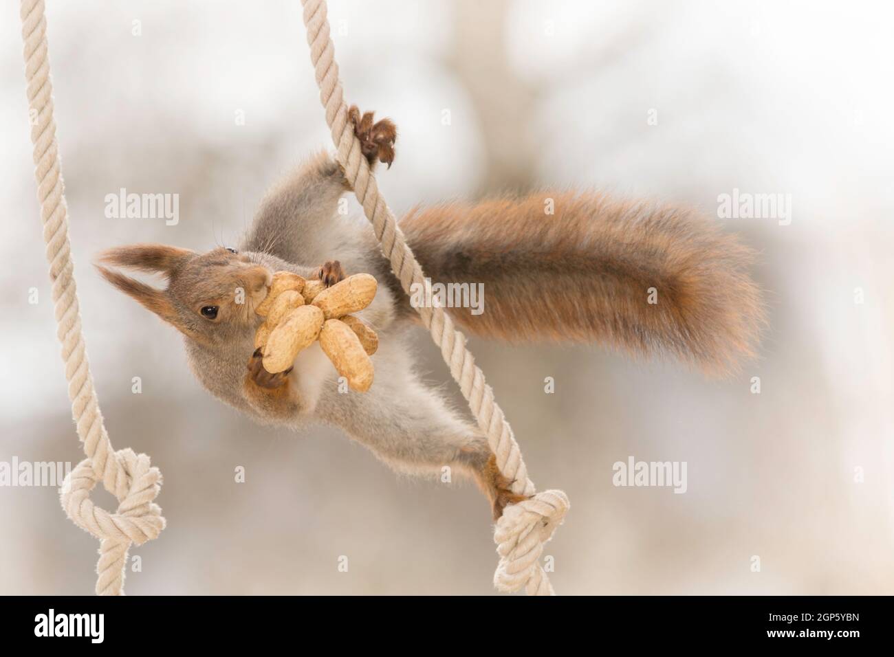close up of red squirrel climbing in a rope with knots and peanuts