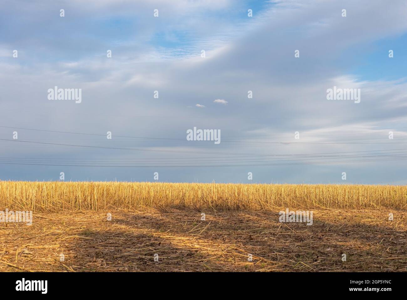 autumn countryside landscape of field after harvest against cloudy sky background. Stock Photo