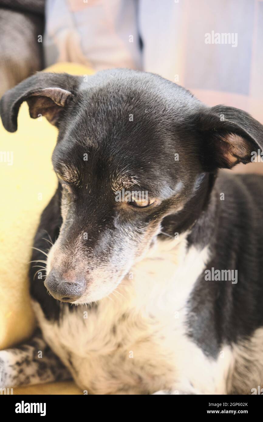 Cute white and black dog lying on the couch at home Stock Photo - Alamy