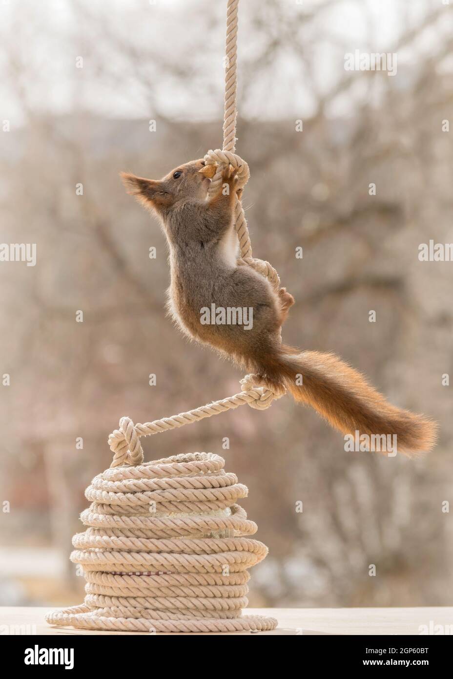 Climbing rope with knots hi-res stock photography and images - Alamy