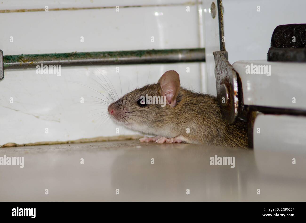 Black rat Rattus rattus in a kitchen. Cruz de Pajonales. Inagua. Tejeda ...