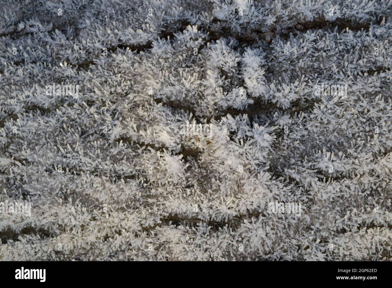 Hoarfrost on tree trunk surface. Winter morning dew and freezing Stock  Photo - Alamy