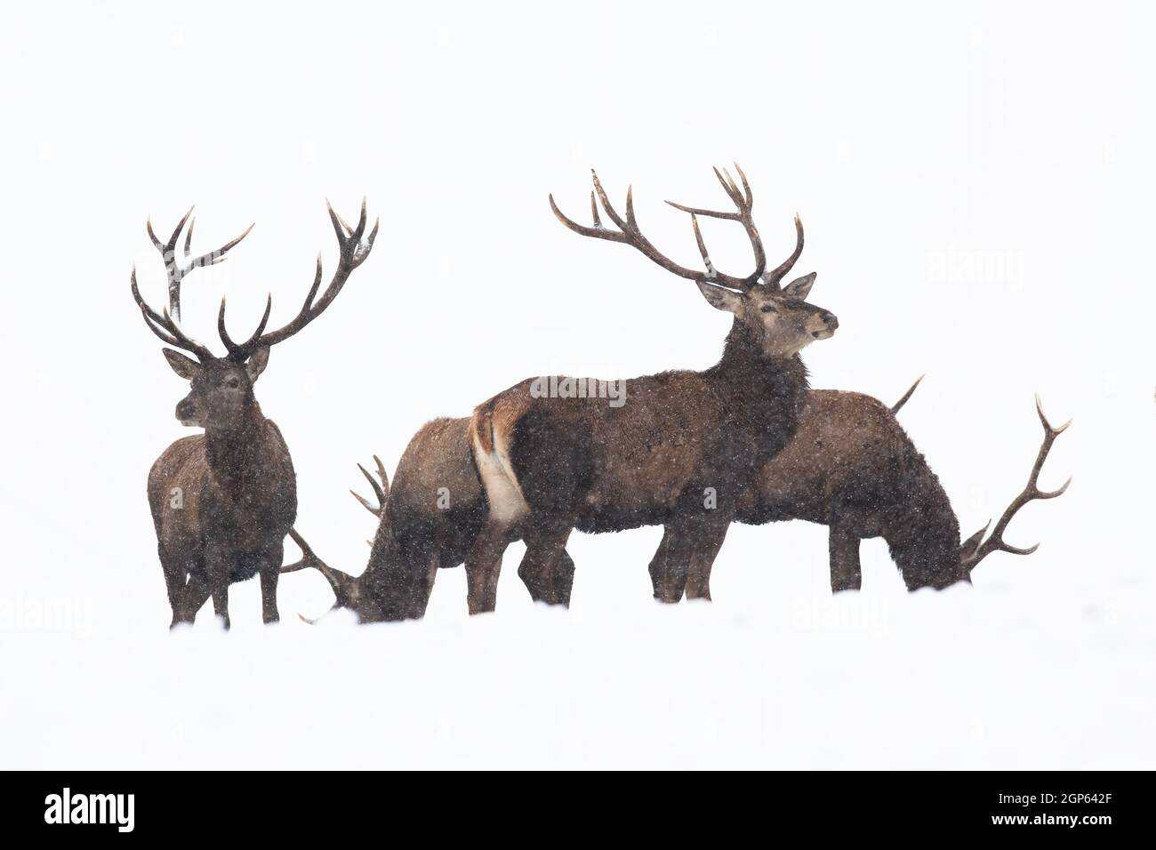 Group of red deer standing on snow isolated on white background Stock Photo