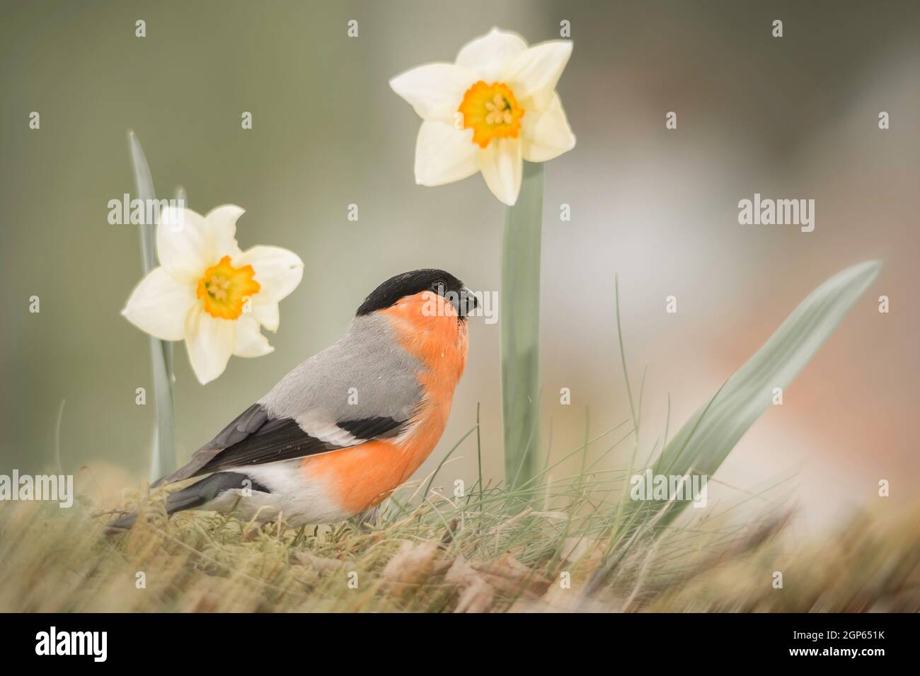 close up of  male bullfinch on moss with daffodil flowers Stock Photo