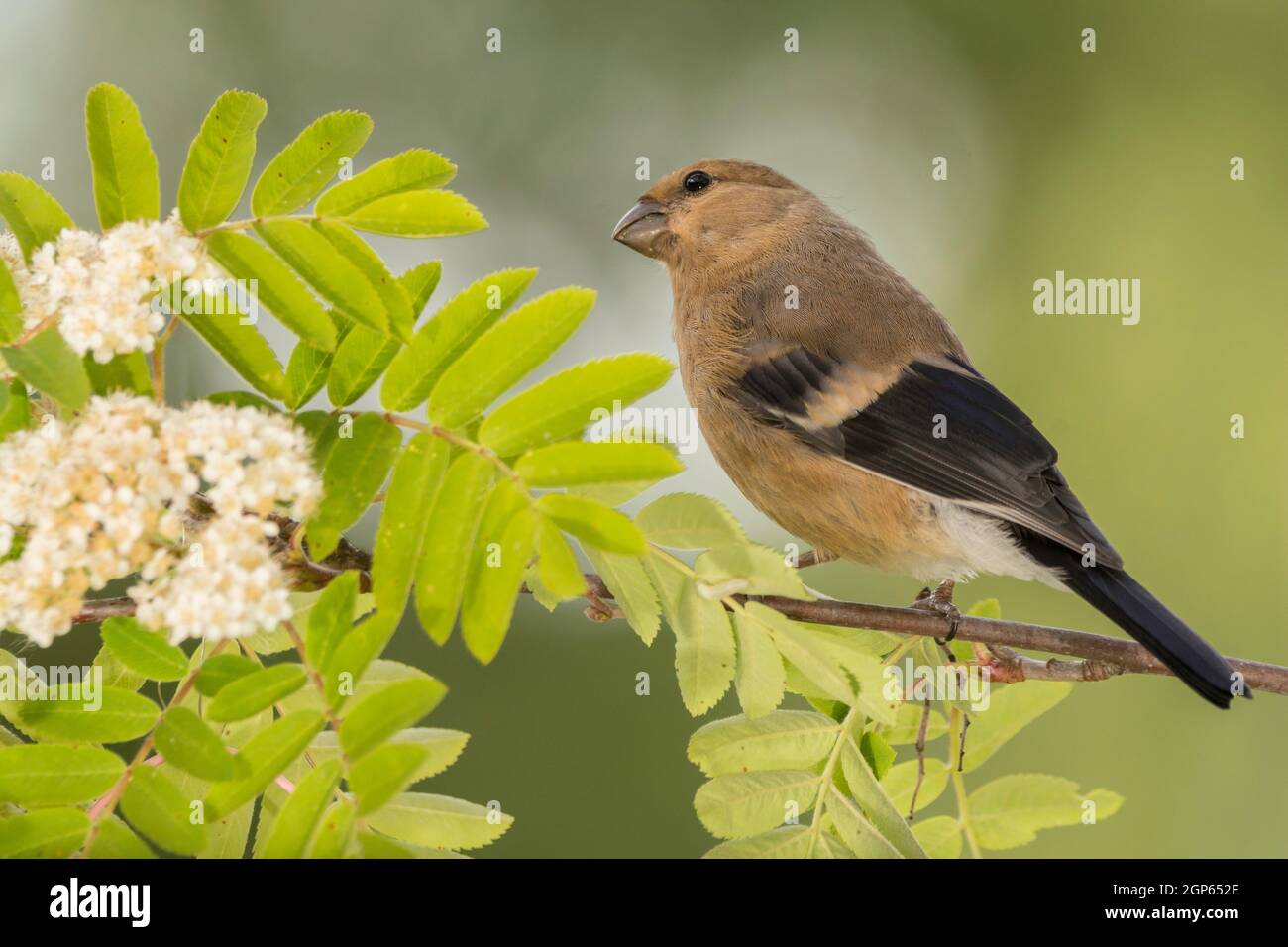 profile and close up of  a young finch on branch with flowers Stock Photo