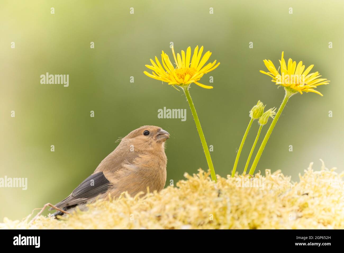profile and close up of  a young bullfinch in front and in the middle of yellow flowers Stock Photo