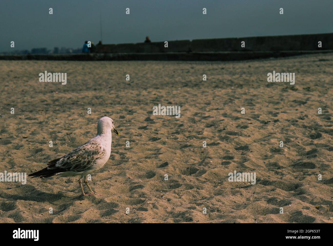 White seagull on the orange sand near the black sea. Stock Photo