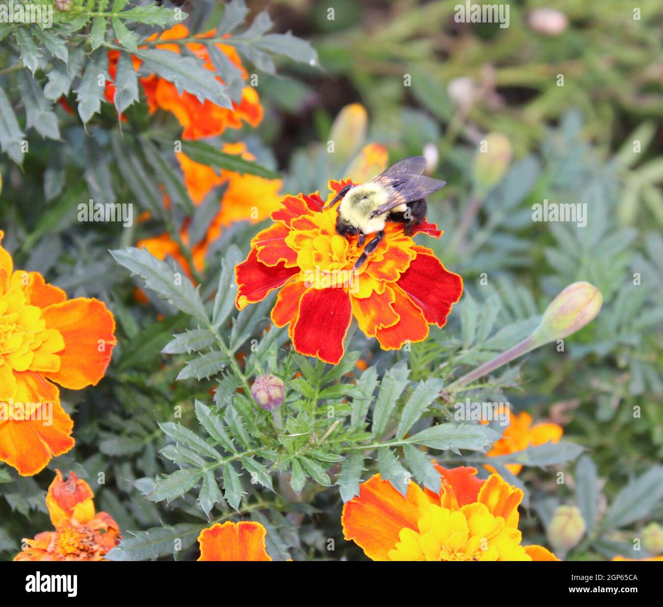 A bee Landing on a Marigold flower Stock Photo Alamy