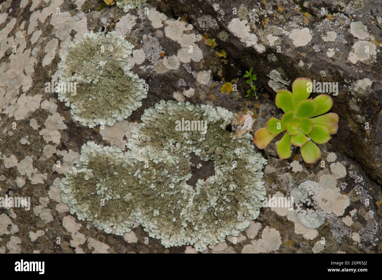 Lichens and plant Aeonium undulatum on a rock. Tafira. Gran Canaria. Canary Islands. Spain. Stock Photo