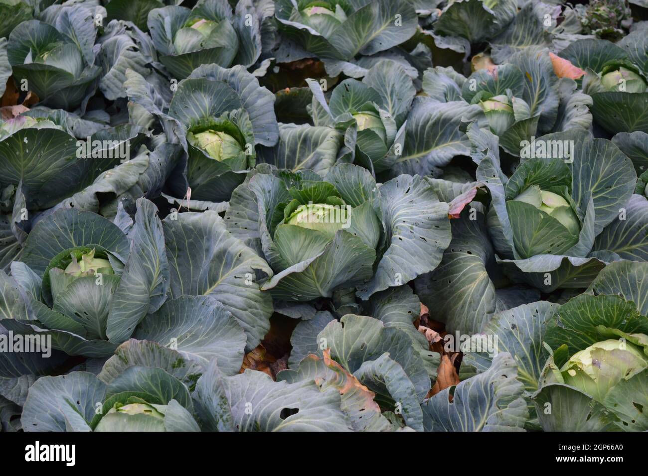 Cabbage field. Cultivation of cabbage in an open ground in the field ...