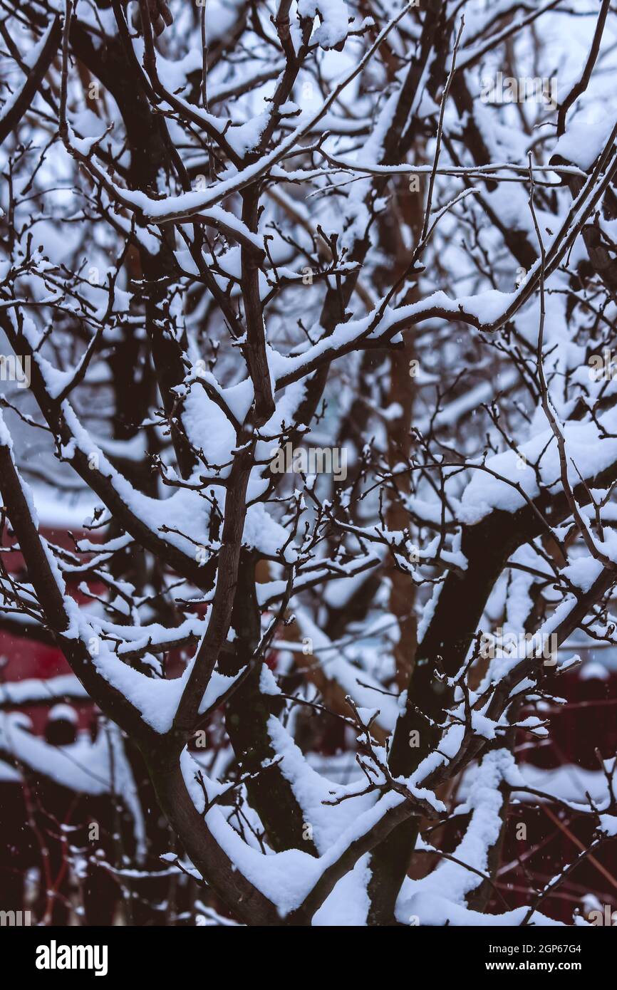 Close up shot of tree branch covered in snow Stock Photo - Alamy
