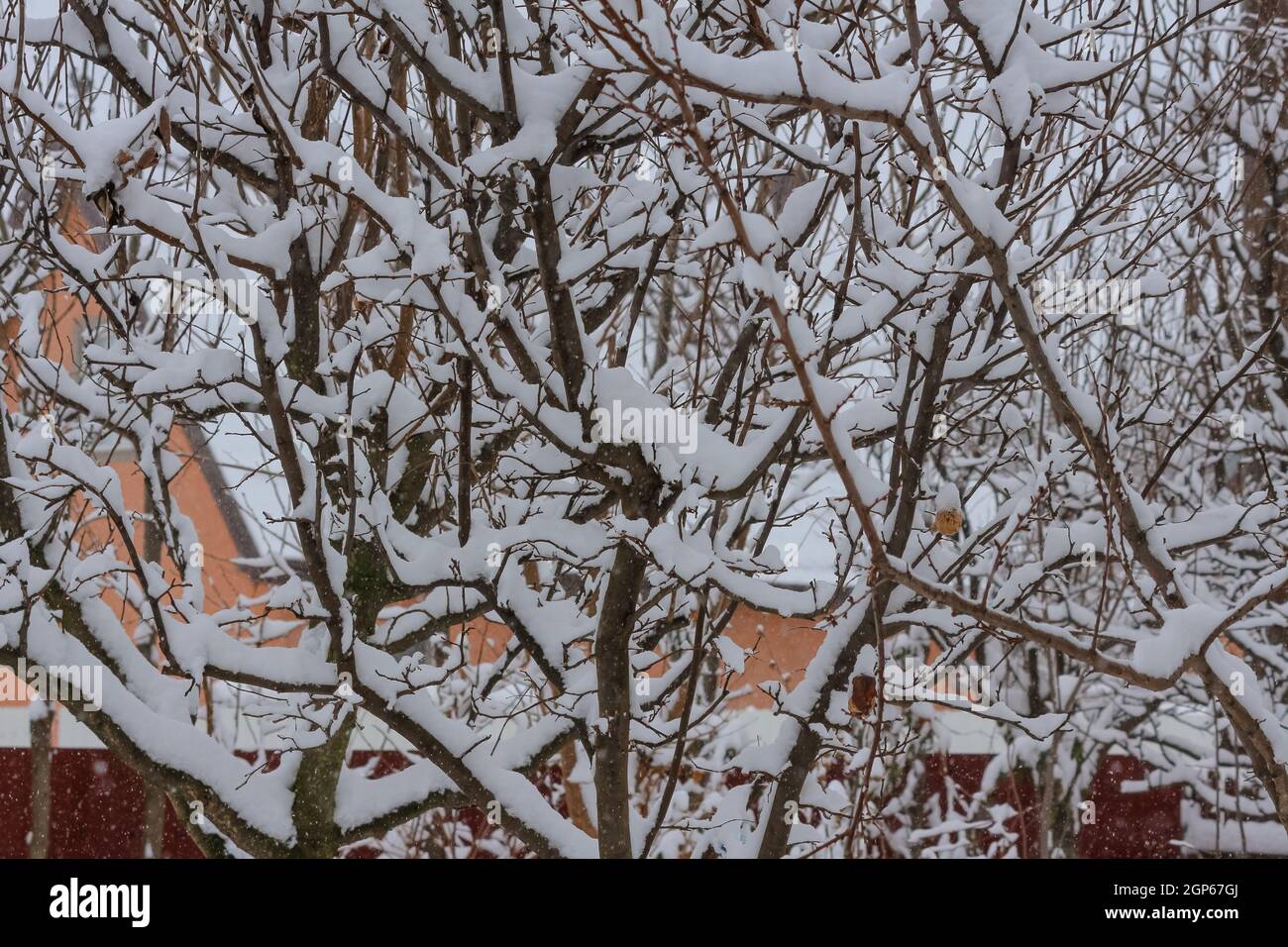 Tree branches covered in snow hi-res stock photography and images - Alamy