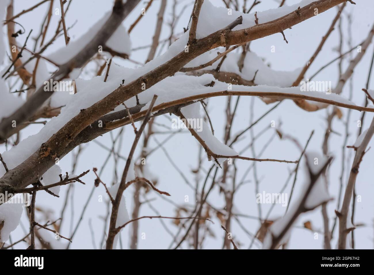 Tree branches covered in snow during winter Stock Photo - Alamy