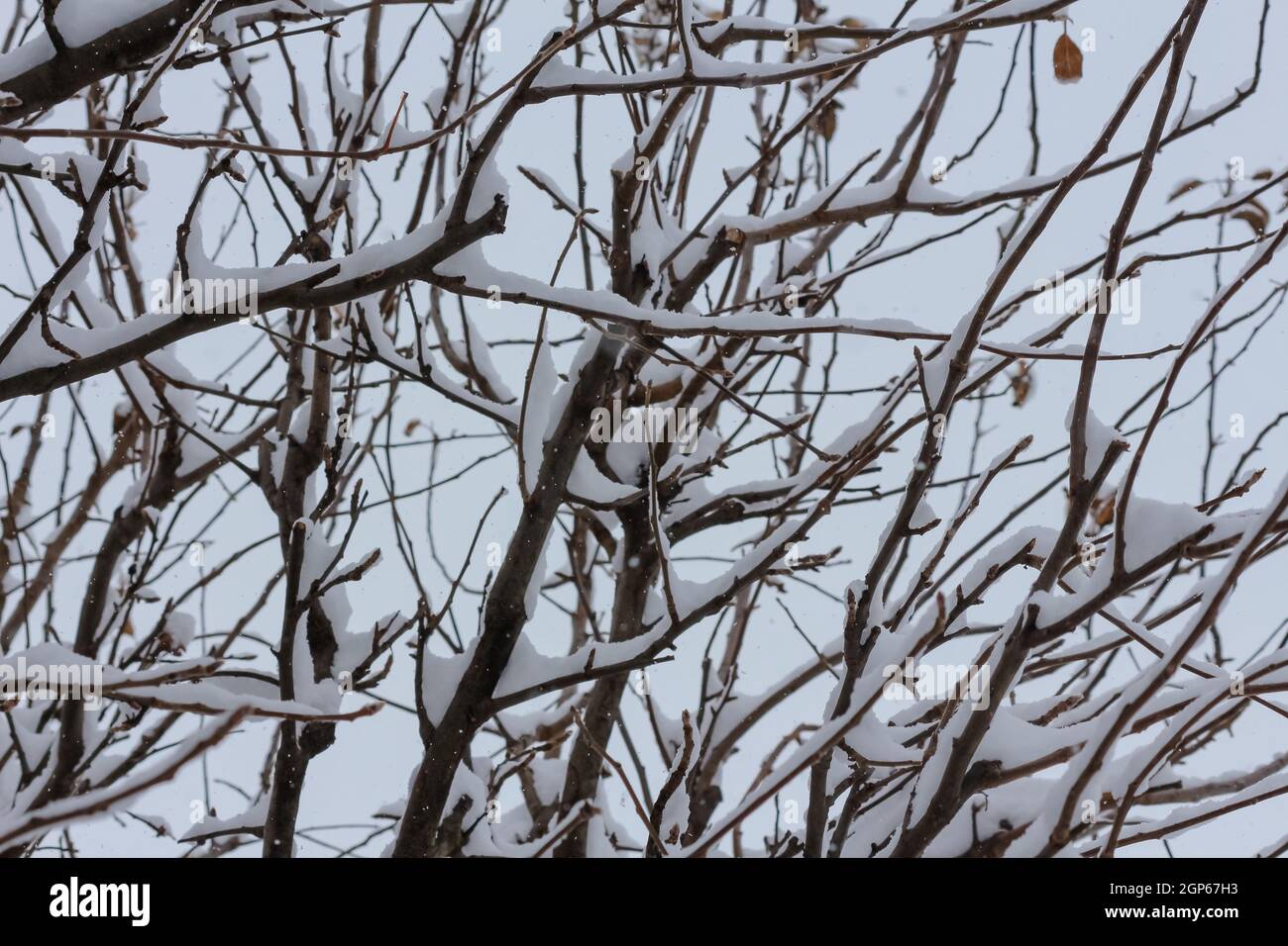 Tree branches covered in snow during winter Stock Photo - Alamy