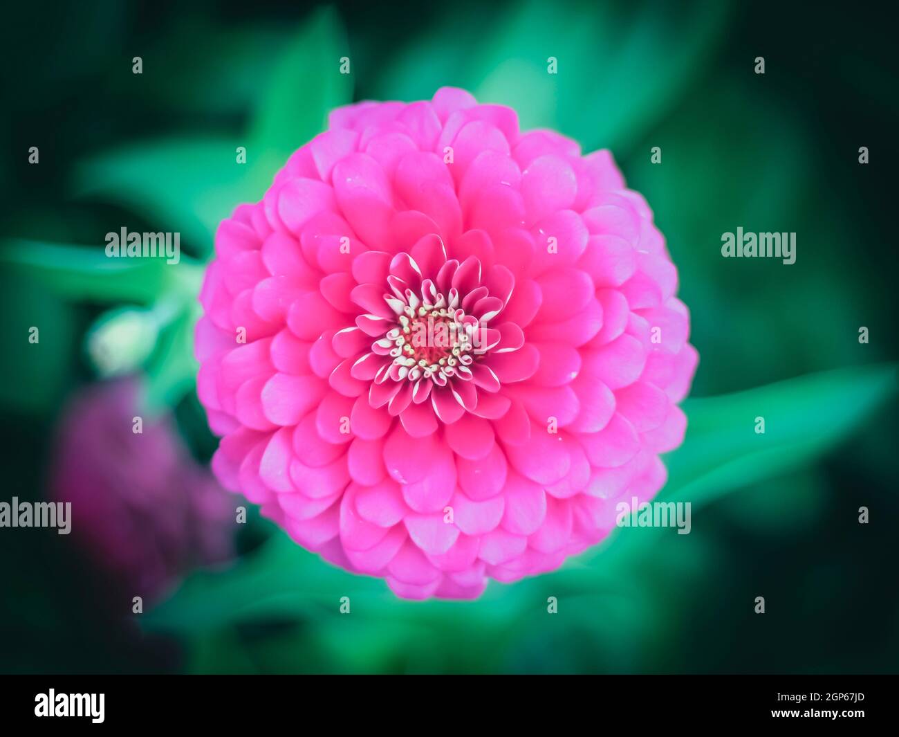 Close up of pink flower with pink petals and green leaves background ...