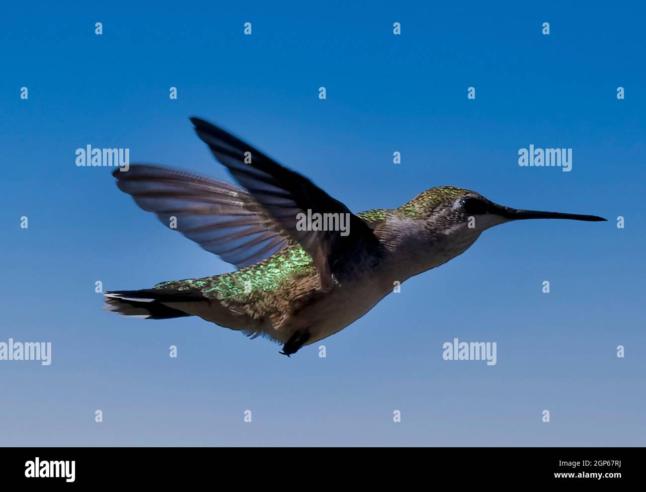 Hummingbird flying along in the big blue sky Stock Photo - Alamy