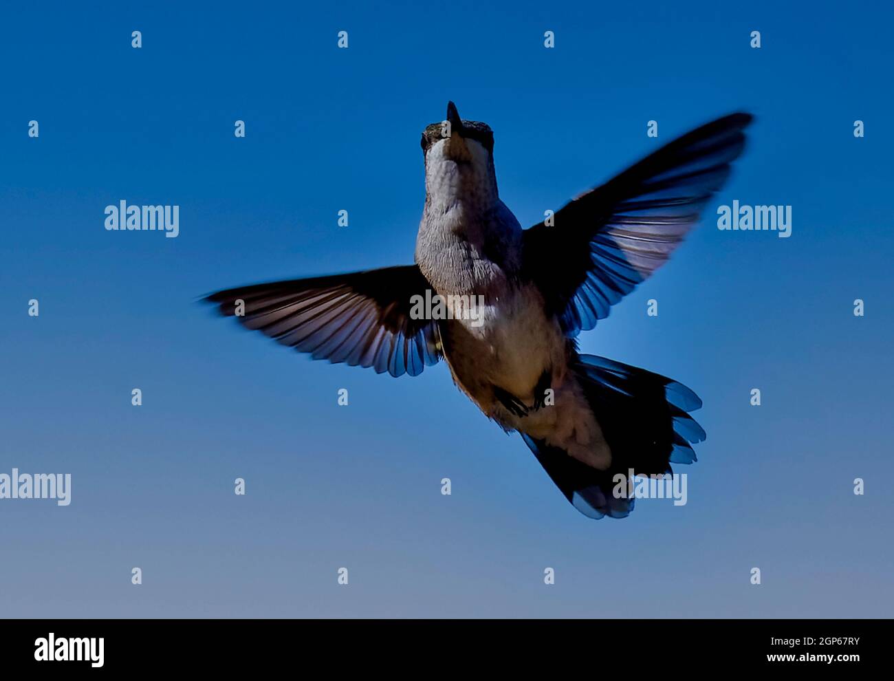 Hummingbird flying along in the big blue sky Stock Photo - Alamy
