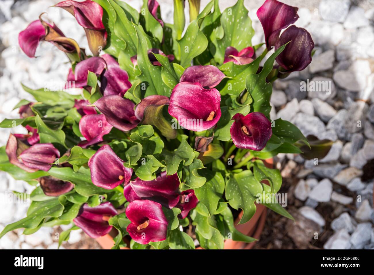 calla blossom