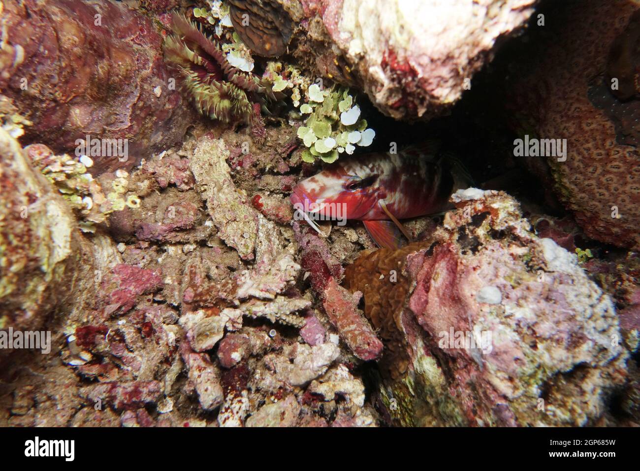 Vielstreifen-Meerbarbe - Parupeneus multifasciatus, Nord-Molukken, Halmahera, Indonesien, Lata Lata Stock Photo