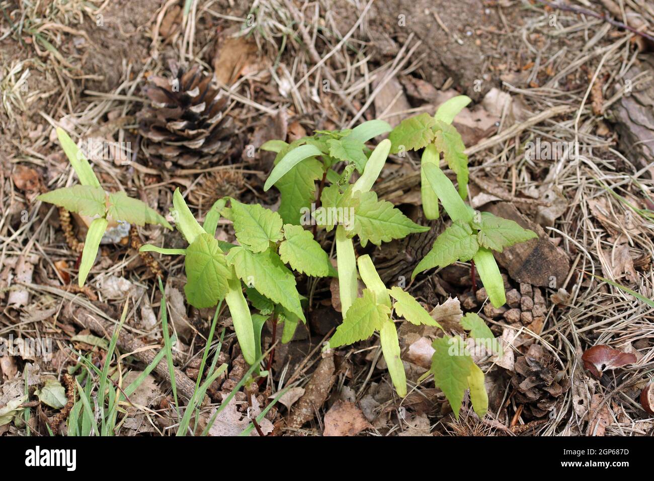 Sycamore, Acer pseudoplatanus, tree seedlings newly emerged in a conifer woodland in spring with a background of conifer leaves, cones and soil. Stock Photo