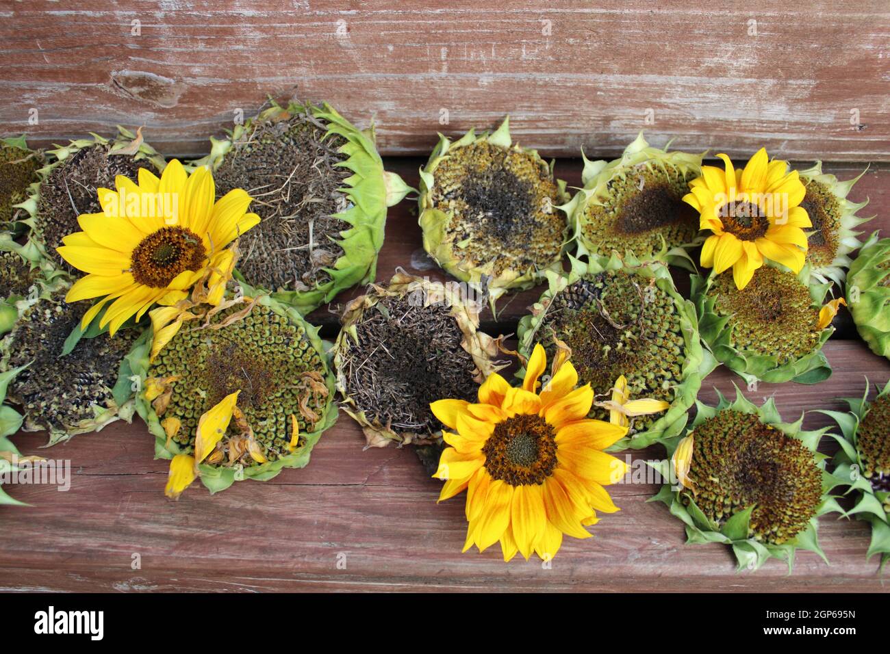Harvested Sunflower heads drying out for next year. Stock Photo