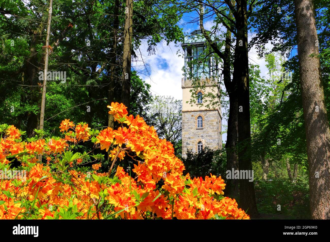 the tower on mountain Hutberg during the flowering of the rhododendron, Kamenz in Saxony, Germany Stock Photo