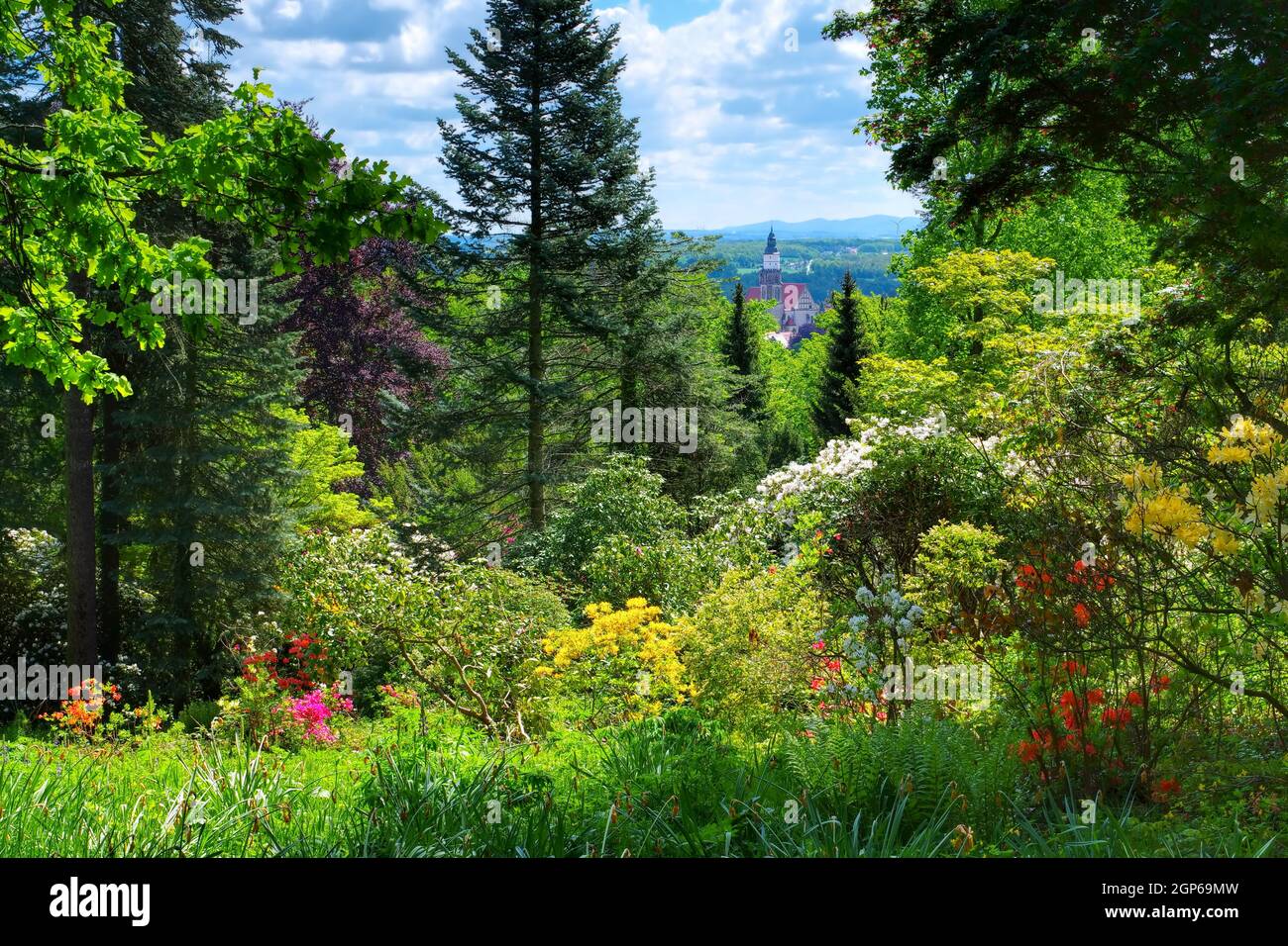 View from the mountain Hutberg during the flowering of the rhododendron, Kamenz in Saxony, Germany Stock Photo