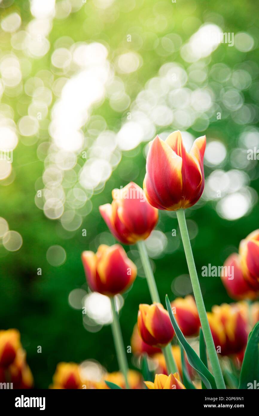 Colorful spring flowers (tulips) in the public park Stock Photo - Alamy
