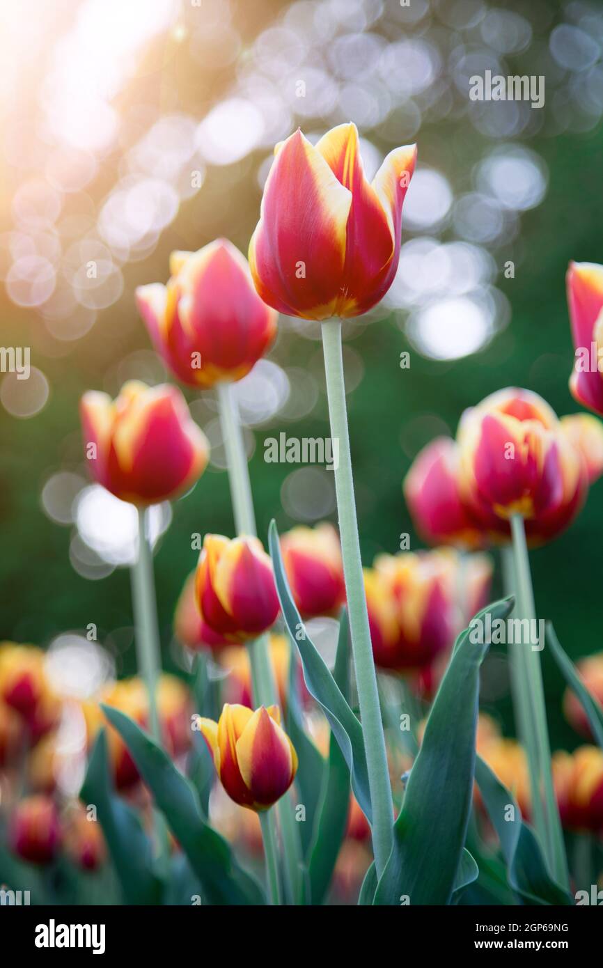 Colorful spring flowers (tulips) in the public park Stock Photo - Alamy