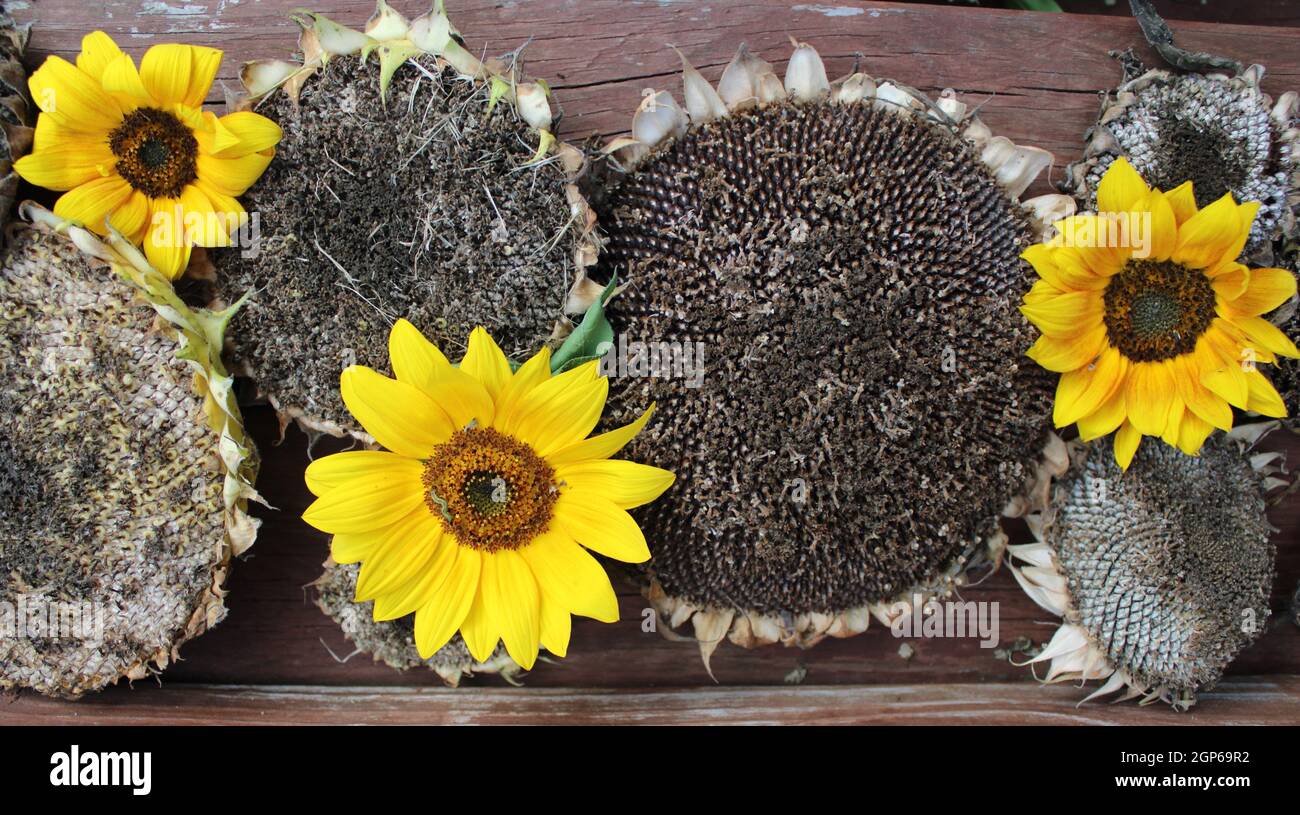 Picked sunflowers with harvest sunflower heads Stock Photo Alamy
