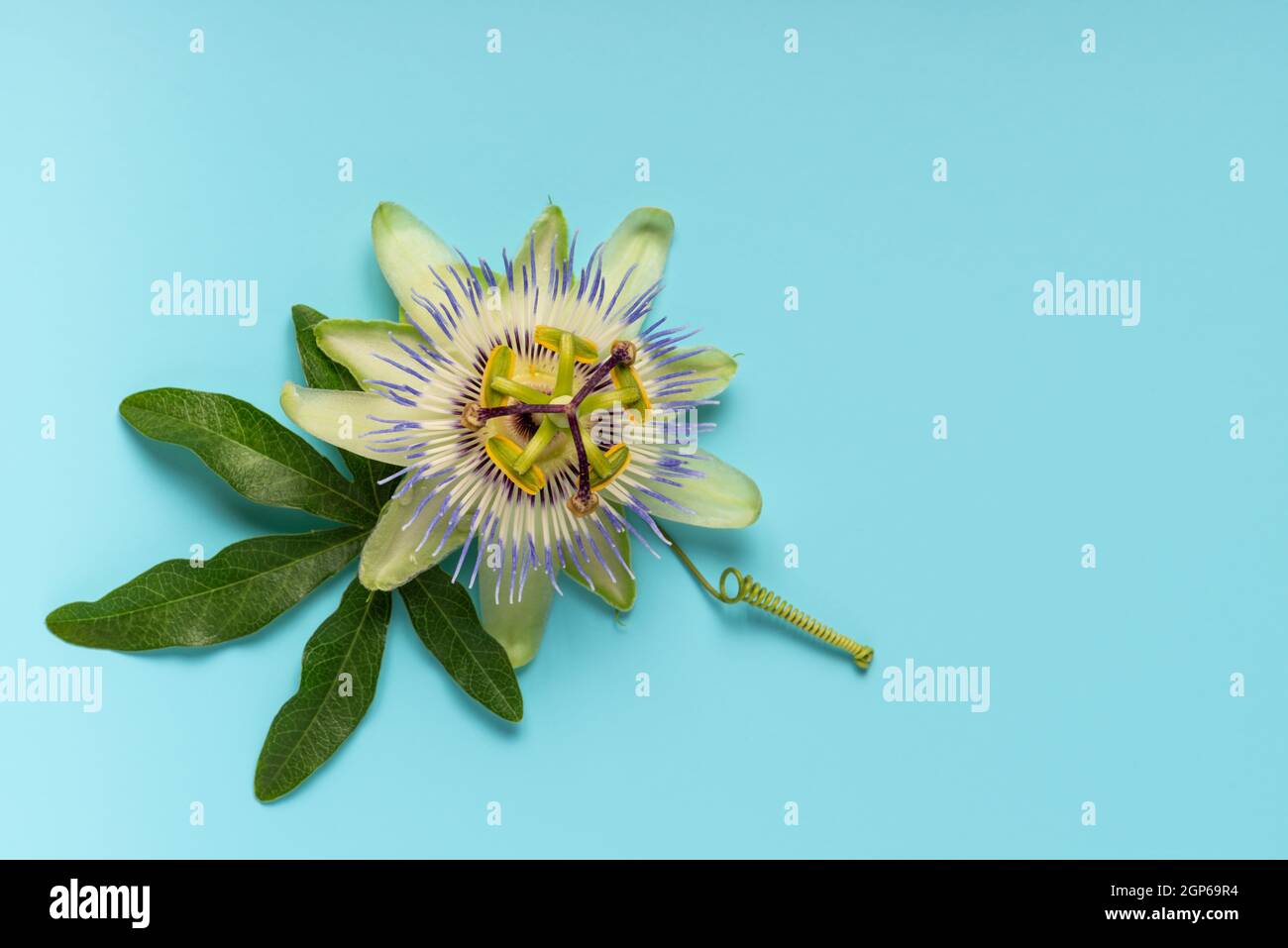 close up of green passionflower leaf and flower head over blue background, top view Stock Photo