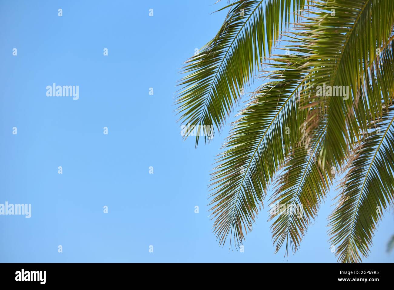 Bright branches of palm trees on blue sky with copy space Stock Photo