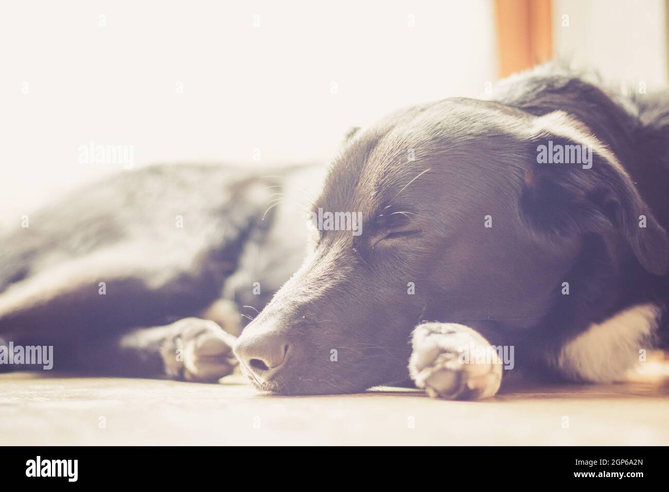 Cute black dog is lying on the floor and relaxing Stock Photo - Alamy