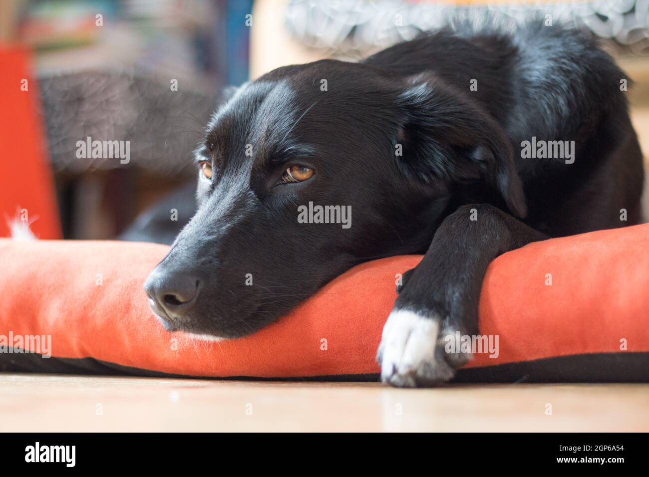 Cute black dog is lying on the floor and relaxing Stock Photo - Alamy